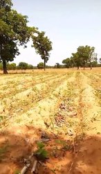 Champ agricole  - Karangasso sambla