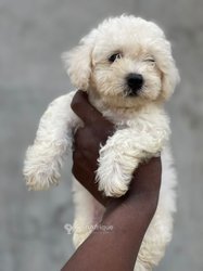Bichon maltais 