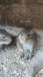 Agoutis
