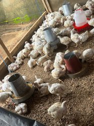Poulet de chair