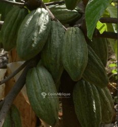 Plante de cacao 