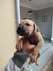 Chiots croisés boerboel × berger 