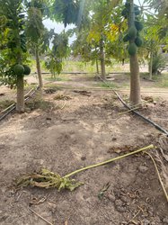 Vente ferme et vergers agricoles -Sénégal  