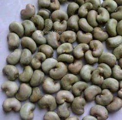 Raw cashew nuts -rcn fob and exwork