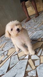 Chien
