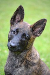 Chiot berger hollandais